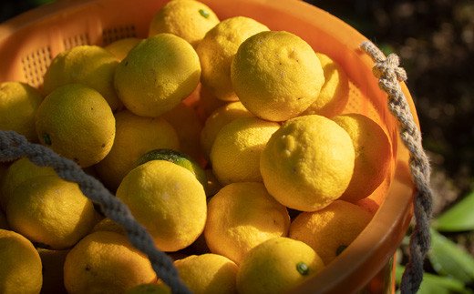 山神果樹薬草園：和柑橘ジュースセット　