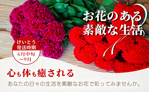 ≪6月中旬～9月発送≫ 那賀町産 けいとう 15本～20本【相生の花】【徳島県 那賀町 生花 お花 花束 生け花 華道 鶏頭 ケイトウ 生産者直送 プレゼント 贈り物 フラワーアレンジメント インテリア ドライフラワー 切り花 切花 仏花 お盆 彼岸】 MN-1