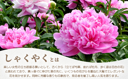 予約受付】那賀町産 しゃくやく 8本～10本【相生の花】生花 お花 花束