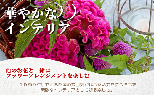 ≪6月中旬～9月発送≫ 那賀町産 けいとう 15本～20本【相生の花】【徳島県 那賀町 生花 お花 花束 生け花 華道 鶏頭 ケイトウ 生産者直送 プレゼント 贈り物 フラワーアレンジメント インテリア ドライフラワー 切り花 切花 仏花 お盆 彼岸】 MN-1