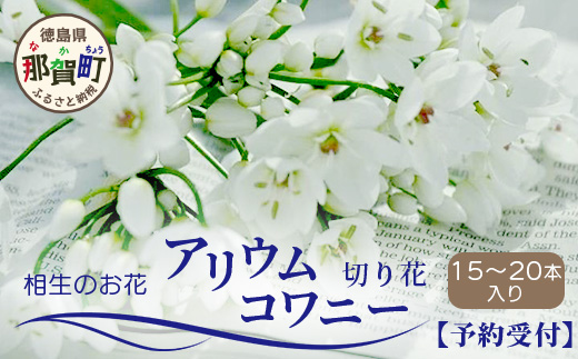 【先行受付】【1月～3月発送】アリウムコワニー 15本～20本 徳島県 那賀町産【相生の花 生花 お花 花束 生け花 華道 生産者直送 プレゼント 贈り物 フラワーアレンジメント インテリア ドライフラワー 切り花 切花】MN-2