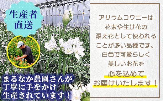 【先行受付】【1月～3月発送】アリウムコワニー 15本～20本 徳島県 那賀町産【相生の花 生花 お花 花束 生け花 華道 生産者直送 プレゼント 贈り物 フラワーアレンジメント インテリア ドライフラワー 切り花 切花】MN-2