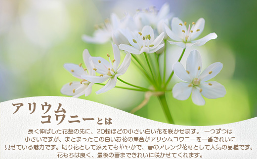【先行受付】【1月～3月発送】アリウムコワニー 15本～20本 徳島県 那賀町産【相生の花 生花 お花 花束 生け花 華道 生産者直送 プレゼント 贈り物 フラワーアレンジメント インテリア ドライフラワー 切り花 切花】MN-2