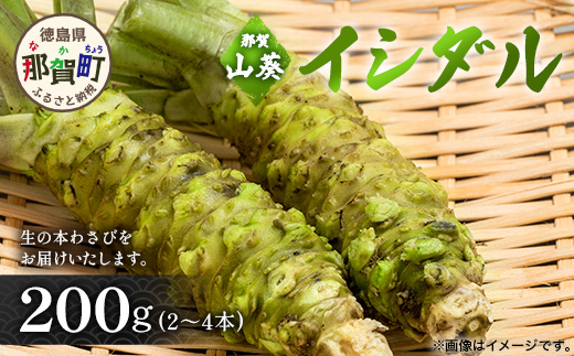 那賀わさび (イシダル) 約200g 2～4本【徳島県 那賀町 生産者直送 産地直送 本わさび わさび ワサビ 生わさび 山葵 野菜 香味野菜 国産 イシダル 薬味 調味料 万能 新鮮】FN-12