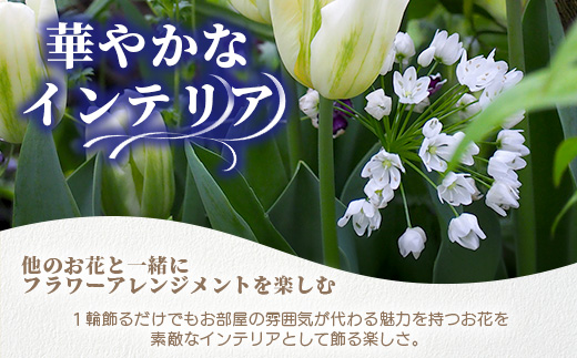 【先行受付】【1月～3月発送】アリウムコワニー 15本～20本 徳島県 那賀町産【相生の花 生花 お花 花束 生け花 華道 生産者直送 プレゼント 贈り物 フラワーアレンジメント インテリア ドライフラワー 切り花 切花】MN-2