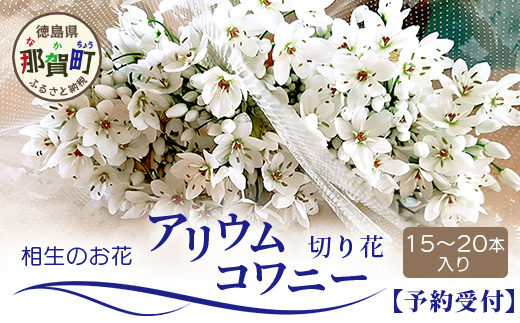 【先行受付】【1月～3月発送】アリウムコワニー 15本～20本 徳島県 那賀町産【相生の花 生花 お花 花束 生け花 華道 生産者直送 プレゼント 贈り物 フラワーアレンジメント インテリア ドライフラワー 切り花 切花】MN-2