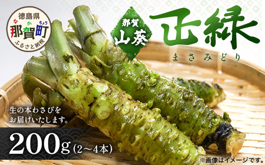 那賀わさび (正緑) 約200ｇ 2～4本 【徳島県 那賀町 生産者直送 産地直送 本わさび わさび ワサビ 生わさび 山葵 野菜 香味野菜 国産 正緑 薬味 調味料 万能 新鮮】FN-02