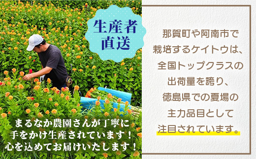 ≪6月中旬～9月発送≫ 那賀町産 けいとう 15本～20本【相生の花】【徳島県 那賀町 生花 お花 花束 生け花 華道 鶏頭 ケイトウ 生産者直送 プレゼント 贈り物 フラワーアレンジメント インテリア ドライフラワー 切り花 切花 仏花 お盆 彼岸】 MN-1