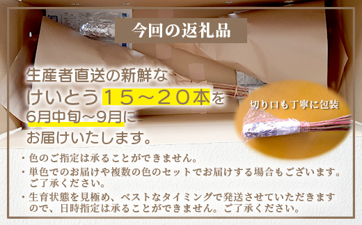 ≪6月中旬～9月発送≫ 那賀町産 けいとう 15本～20本【相生の花】【徳島県 那賀町 生花 お花 花束 生け花 華道 鶏頭 ケイトウ 生産者直送 プレゼント 贈り物 フラワーアレンジメント インテリア ドライフラワー 切り花 切花 仏花 お盆 彼岸】 MN-1