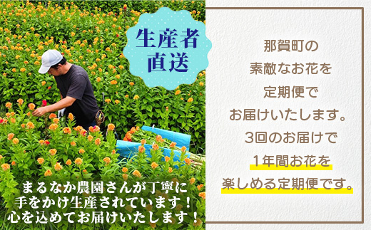 【お花の定期便】3回配送 那賀町産 けいとう・アリウムコワニー・しゃくやく【相生の花】生花 お花 花束 生け花 華道 ケイトウ 芍薬【生産者直送】プレゼント 贈り物 フラワーアレンジメント インテリア ドライフラワー 切り花 切花 定期 頒布会 3ヶ月 MN-4