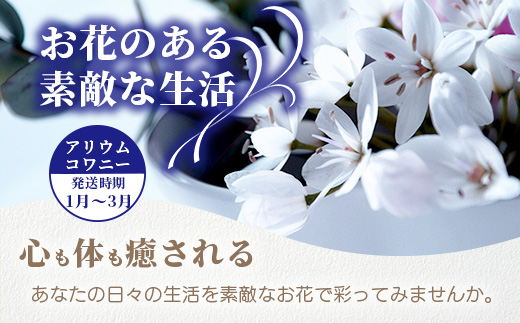 【先行受付】【1月～3月発送】アリウムコワニー 15本～20本 徳島県 那賀町産【相生の花 生花 お花 花束 生け花 華道 生産者直送 プレゼント 贈り物 フラワーアレンジメント インテリア ドライフラワー 切り花 切花】MN-2