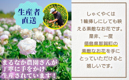 予約受付】那賀町産 しゃくやく 8本～10本【相生の花】生花 お花 花束