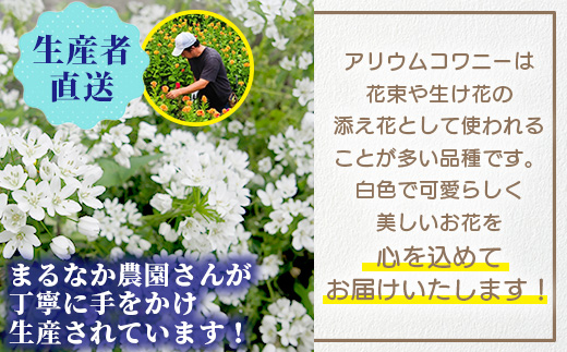 【先行受付】【1月～3月発送】アリウムコワニー 15本～20本 徳島県 那賀町産【相生の花 生花 お花 花束 生け花 華道 生産者直送 プレゼント 贈り物 フラワーアレンジメント インテリア ドライフラワー 切り花 切花】MN-2