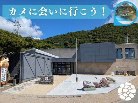 日和佐うみがめ博物館カレッタ  入館年間パス【大人1名分】