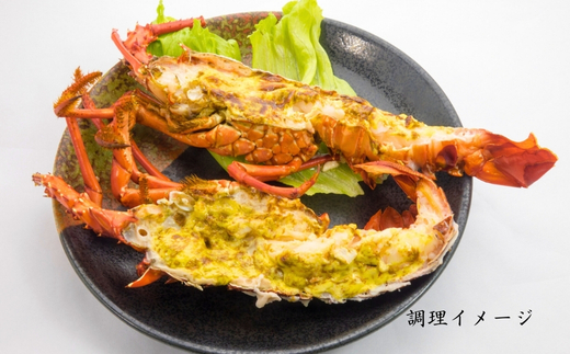 【春期50セット限定】水産庁長官賞受賞！日和佐町漁協直送「天然活伊勢えび」たっぷり1kg（3～5尾）【４月中に獲れ次第発送分】伊勢海老 伊勢えび イセエビ 海老 天然 活 訳あり 1kg 徳島県 美波町 日和佐 産地直送 魚介類 海鮮 数量限定 期間限定 先行予約 お歳暮 お正月 お祝い