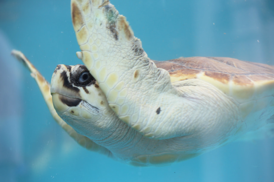 環境の保全等に関する事業