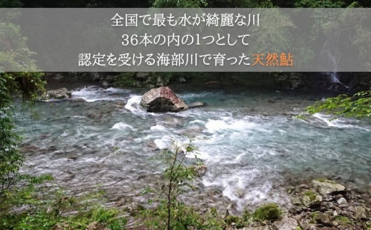 先行予約 天然波乗り鮎の一夜干し 約250g 3～5尾 干物 一夜干し 鮎 天然 熟成 あゆ アユ 天然鮎 清流 海部川 川魚 簡単調理 冷凍 【2024年8月以降にお届け】