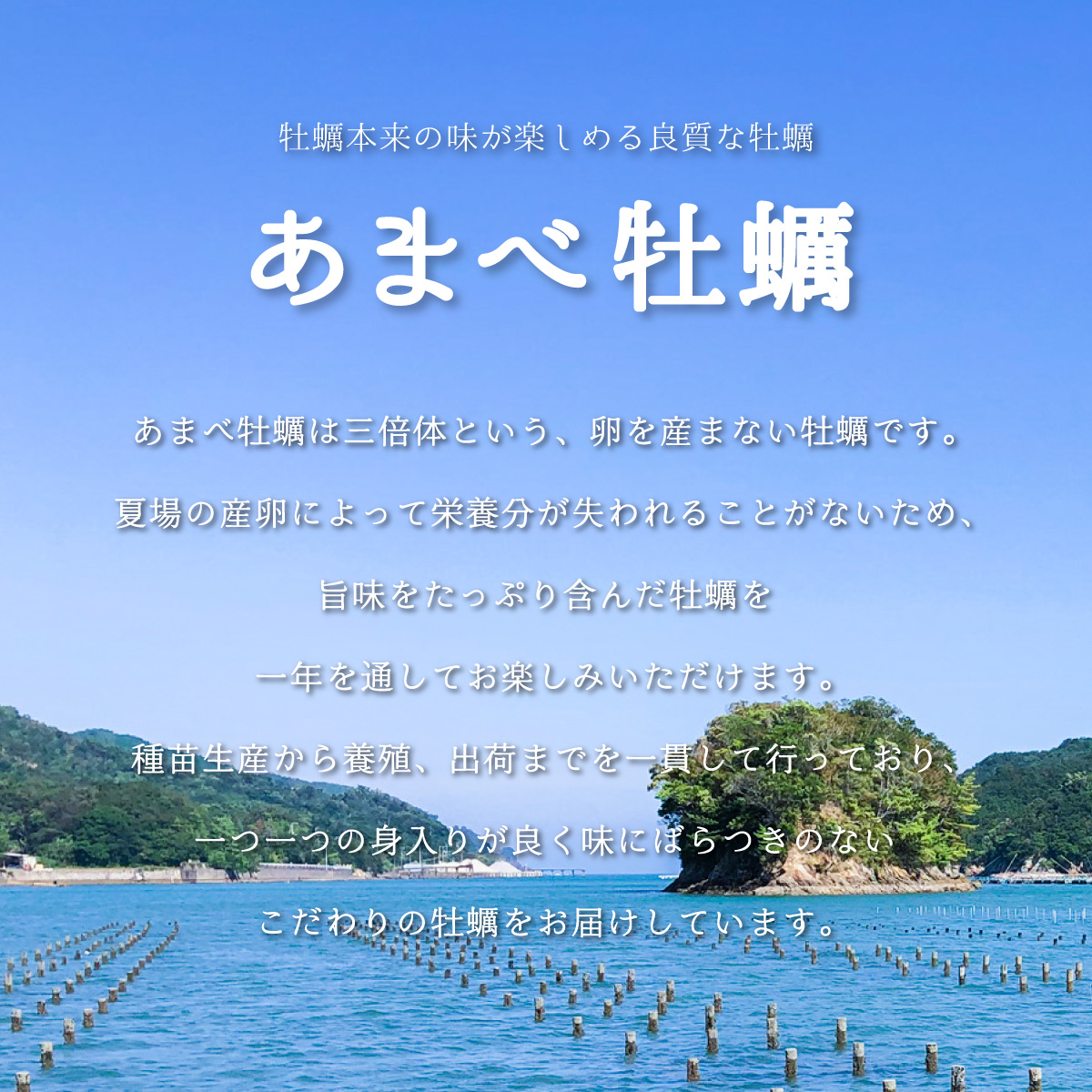 【あまべ牡蠣 10個 6ヶ月連続定期便】あまべ牡蠣 10個 6ヶ月定期便 60個 牡蠣 シングルシード 生食用 殻付き かき カキ オイスター 生ガキ 生牡蠣 生がき 生かき ギフト 貝 旨味