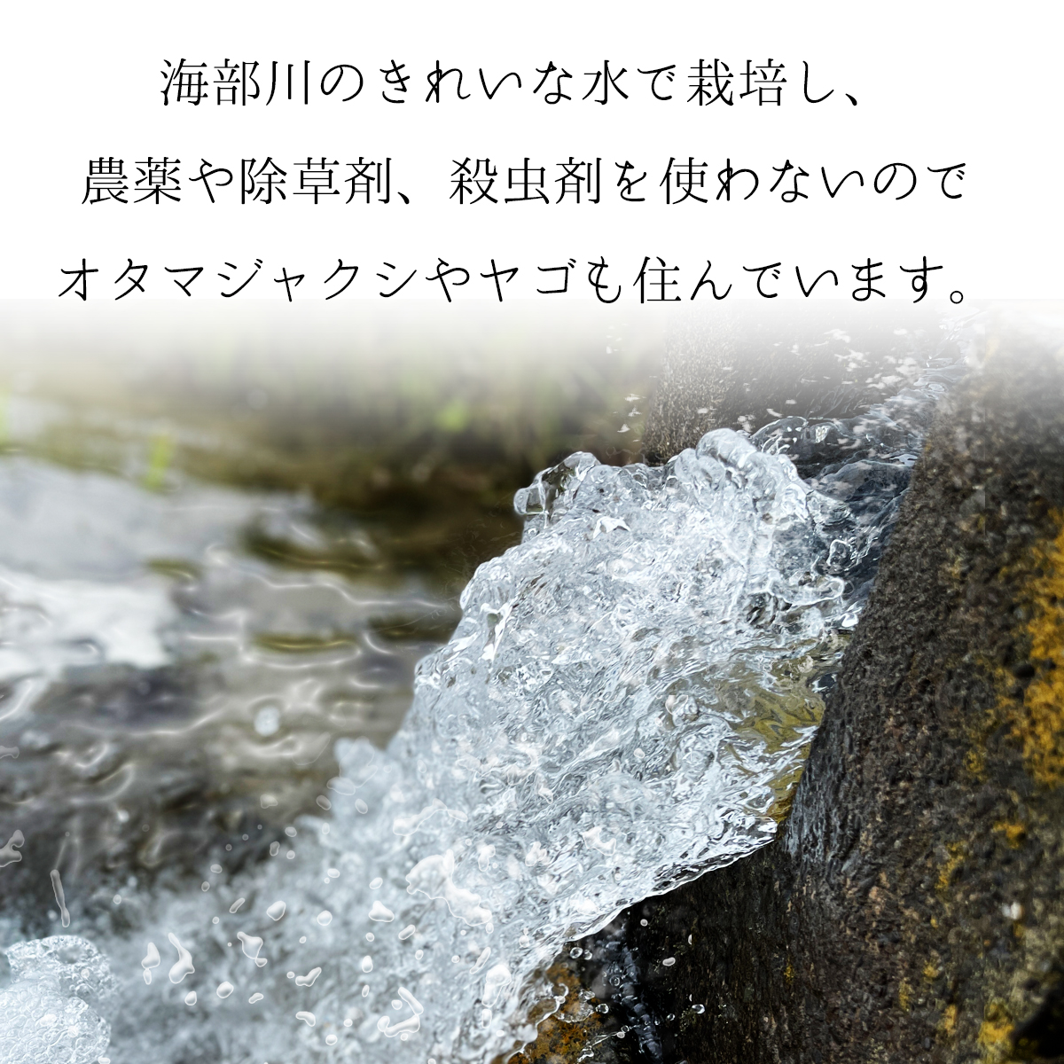 漢方米 白米 10kg こしひかり 漢方未来農法 漢方 【農薬/除草剤/化学肥料不使用】