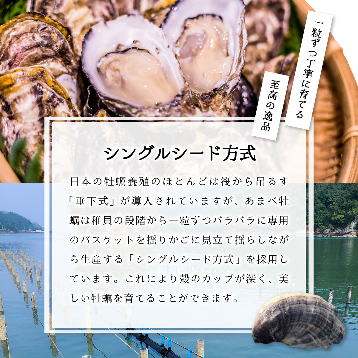 【あまべ牡蠣 10個 6ヶ月連続定期便】あまべ牡蠣 10個 6ヶ月定期便 60個 牡蠣 シングルシード 生食用 殻付き かき カキ オイスター 生ガキ 生牡蠣 生がき 生かき ギフト 貝 旨味