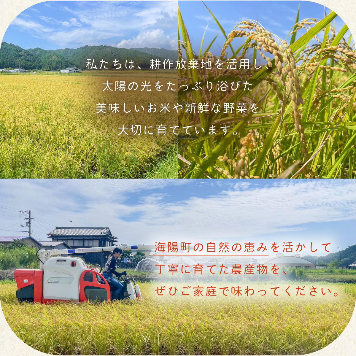 訳あり さつまいも 食べ比べ 3種 計8kg