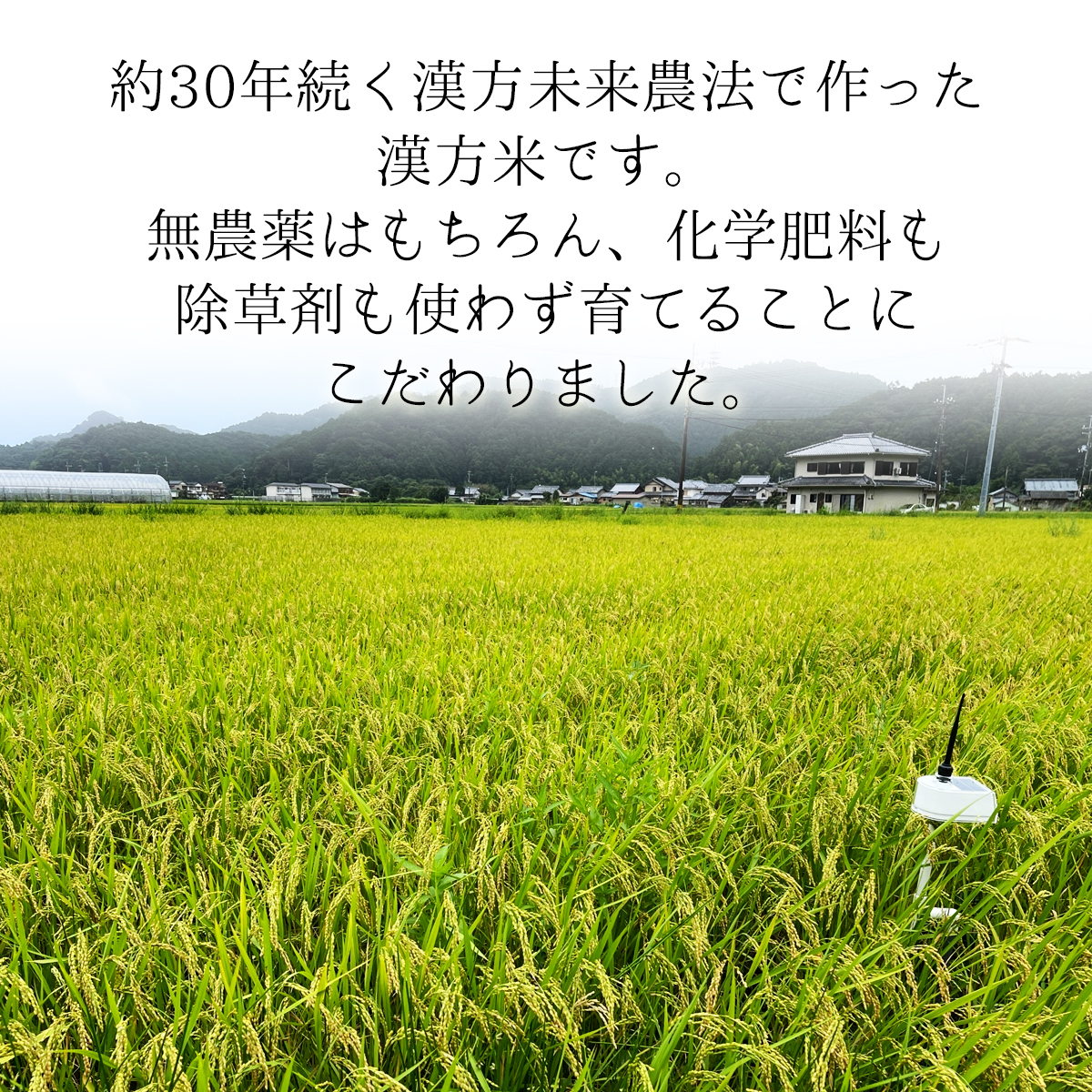 漢方米 玄米 30kg こしひかり 漢方未来農法 漢方 【農薬/除草剤/化学肥料不使用】