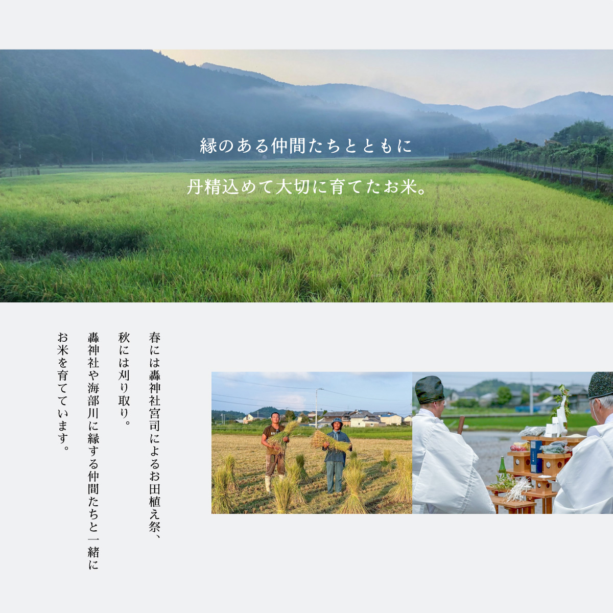 【先行予約】コシヒカリ白米 【定期便】5kg×３回 15kg 令和8年産 天然にがり栽培 こしひかり【2026年10月以降順次発送】