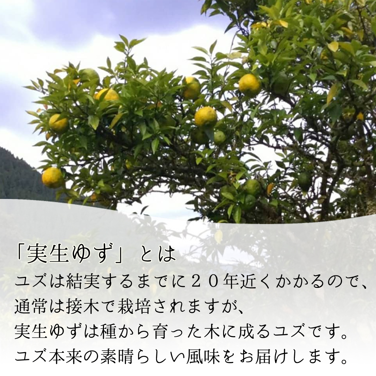海部柚子プレミアム (実生ゆず果汁) 120ml×３本