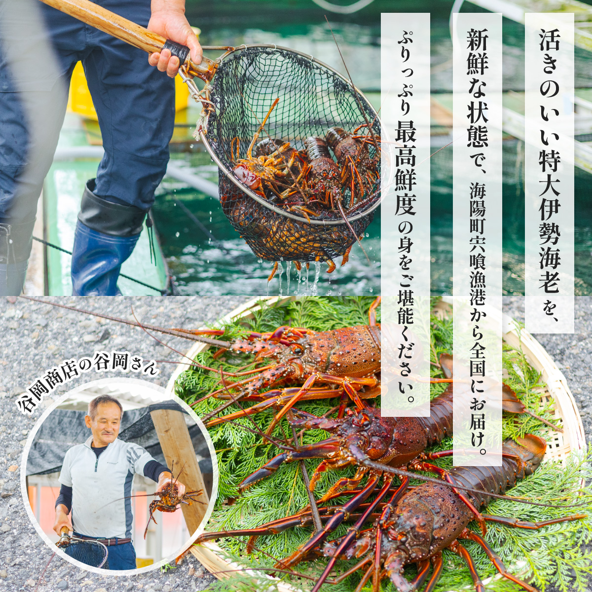 伊勢海老 特大 約4.2kg 約700g×6尾 伊勢えび 伊勢エビ いせえび イセエビ 海老 えび エビ 海鮮 海産物 海の幸 おせち 高級 国産 海鮮 ギフト 【配送日指定】