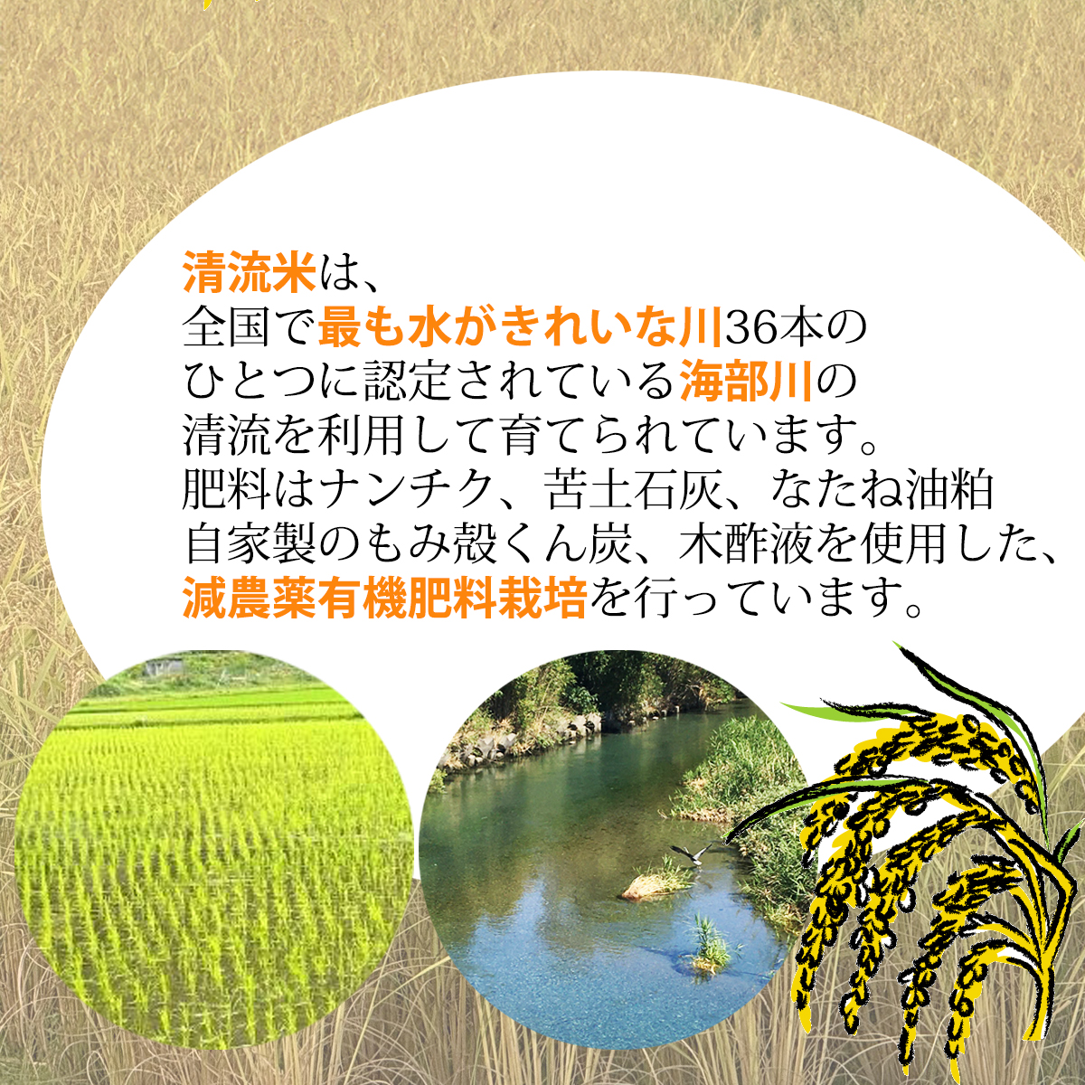 認定エコファーマー栽培！　海部清流米コシヒカリ５kg