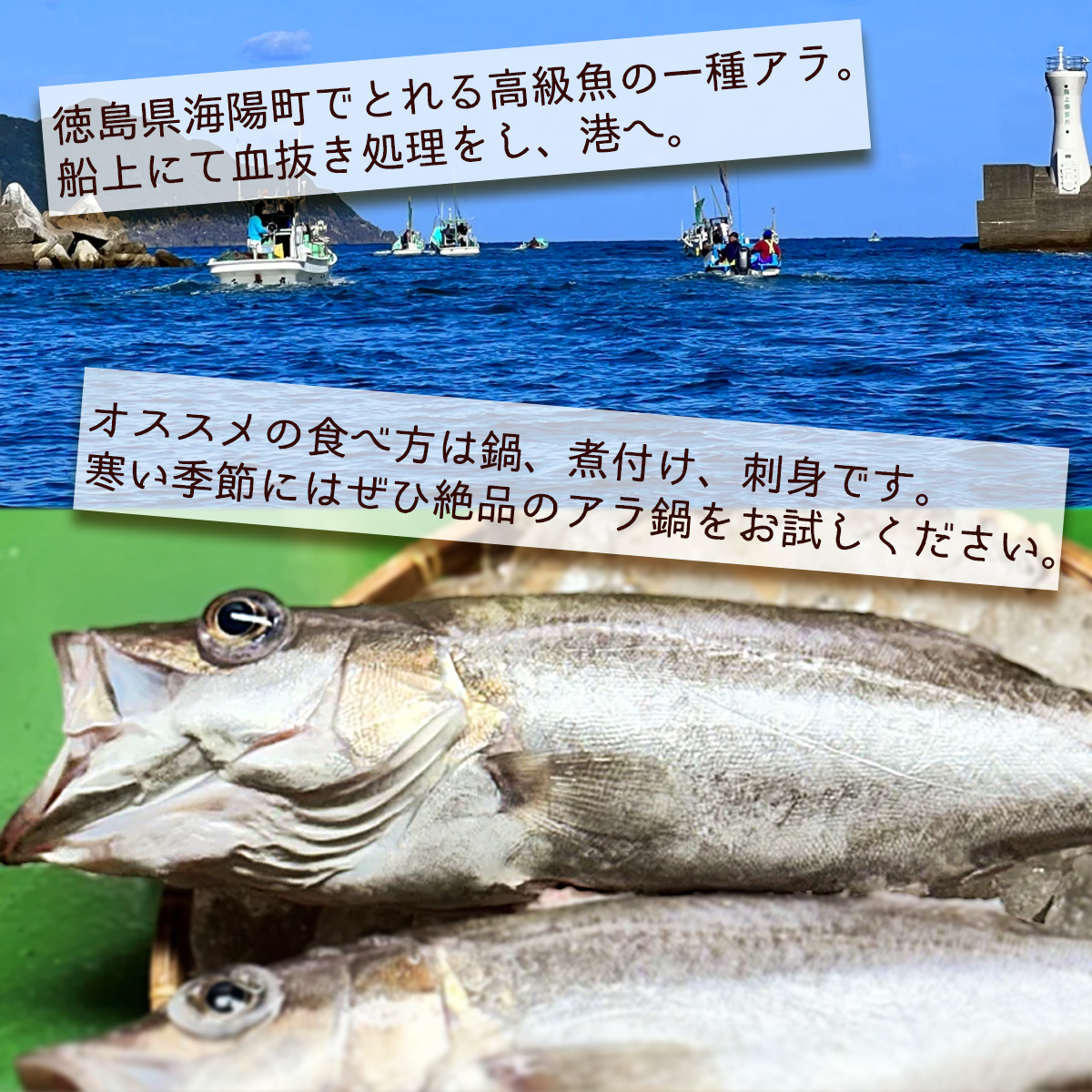 アラ 約1kg 産地直送 冷凍 下処理済 あら 𩺊 高級魚 水揚げ時重量約1kg 下処理後約900g