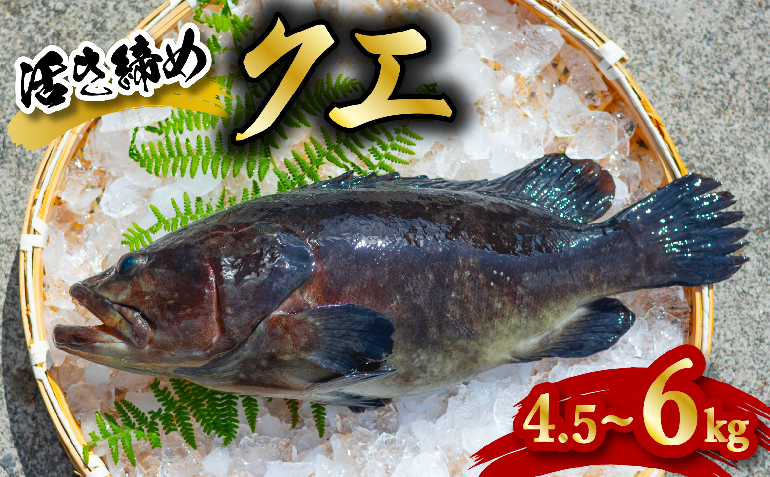 クエ 活き締め 4.5〜6kg 本クエ アラ 鮮魚 クエ鍋 高級 高級魚 産地直送 冷蔵 養殖 国産 九絵