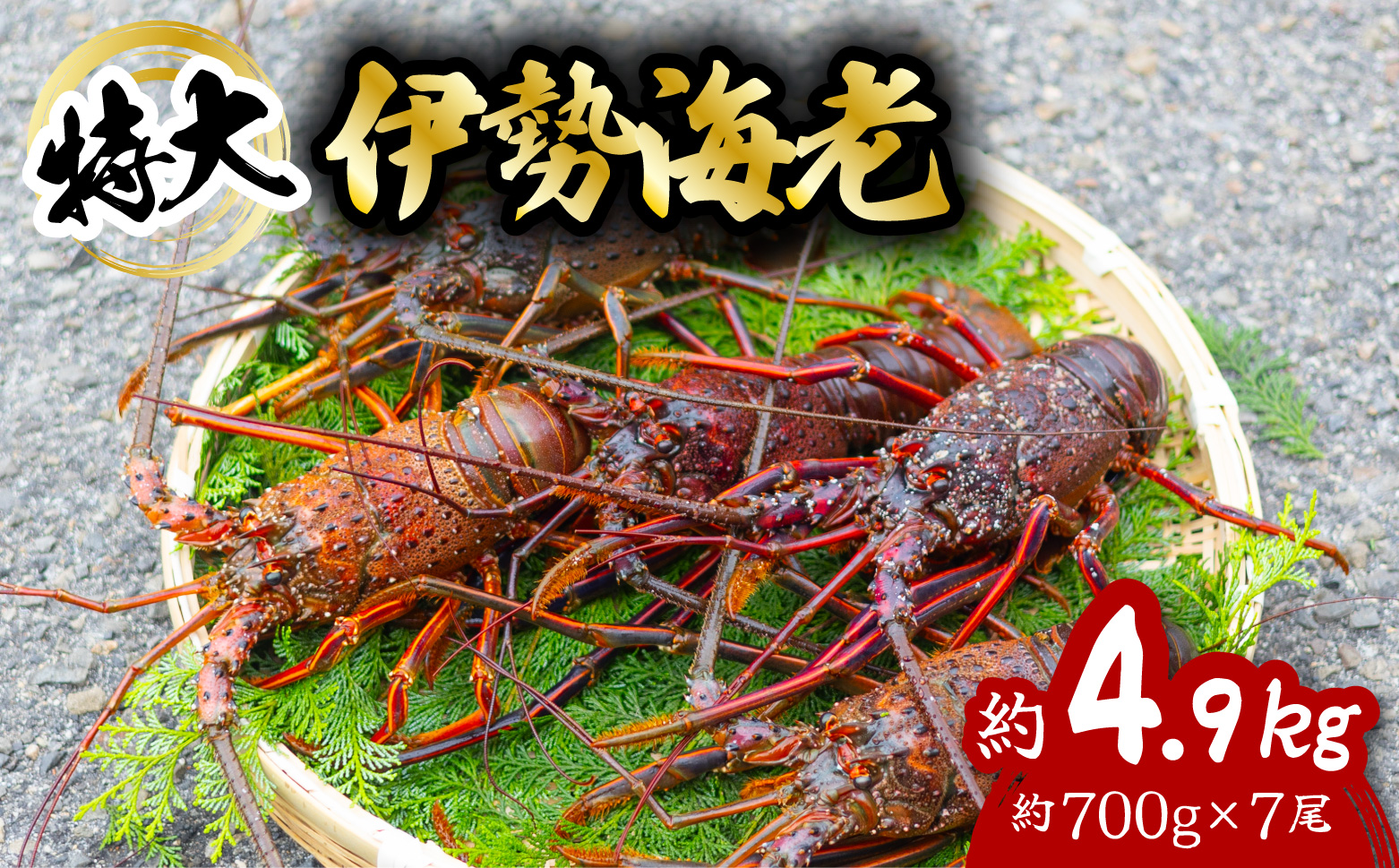 伊勢海老 特大 約4.9kg 約700g×7尾 伊勢えび 伊勢エビ いせえび イセエビ 海老 えび エビ 海鮮 海産物 海の幸 おせち 高級 国産 海鮮 ギフト 【配送日指定】