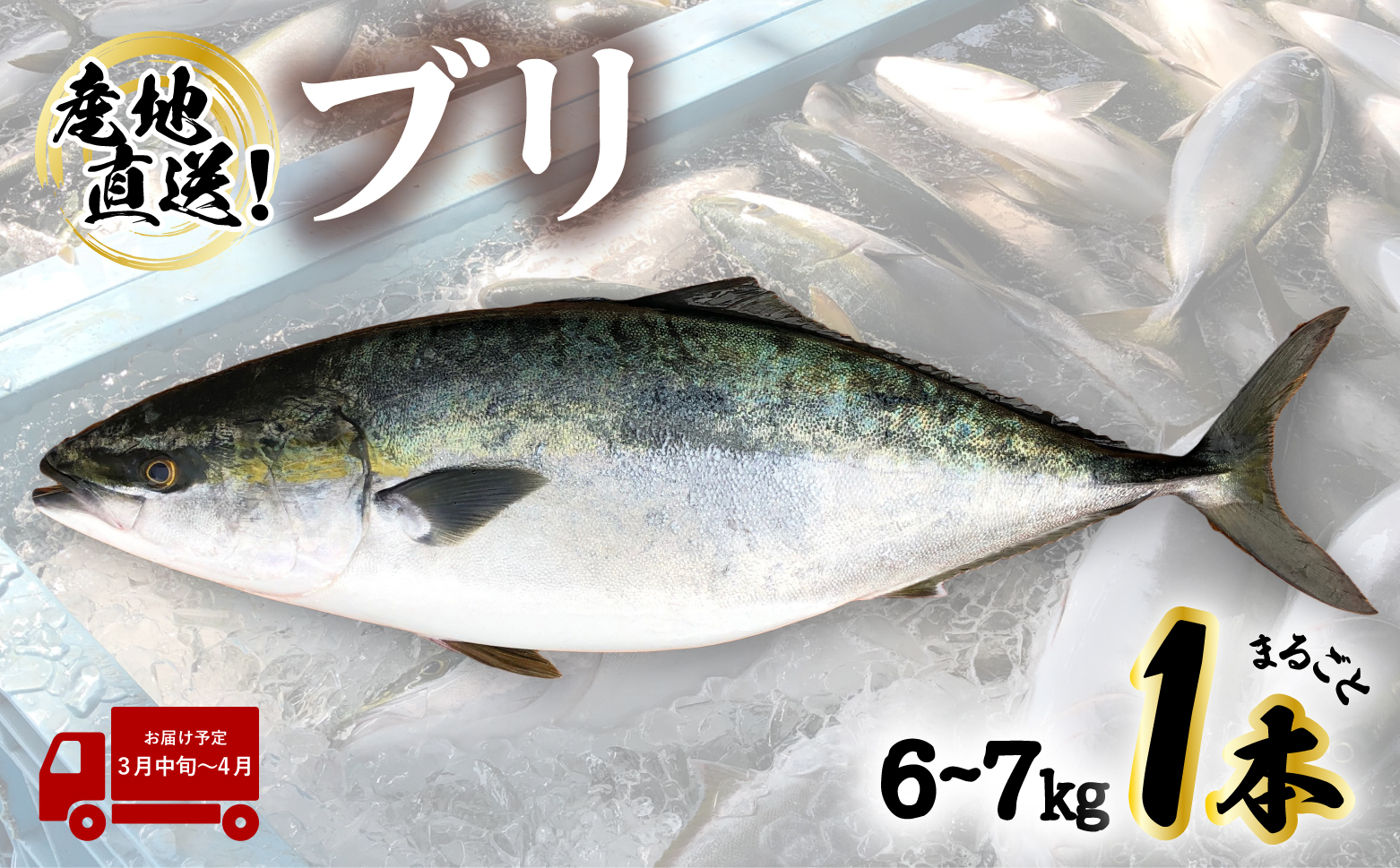 【先行予約受付中】 産地直送！ 超特大！海陽町よりブリまるごと１本をお届け！ ぶり 鰤 海鮮 新鮮 魚 国産 ぶりしゃぶ 