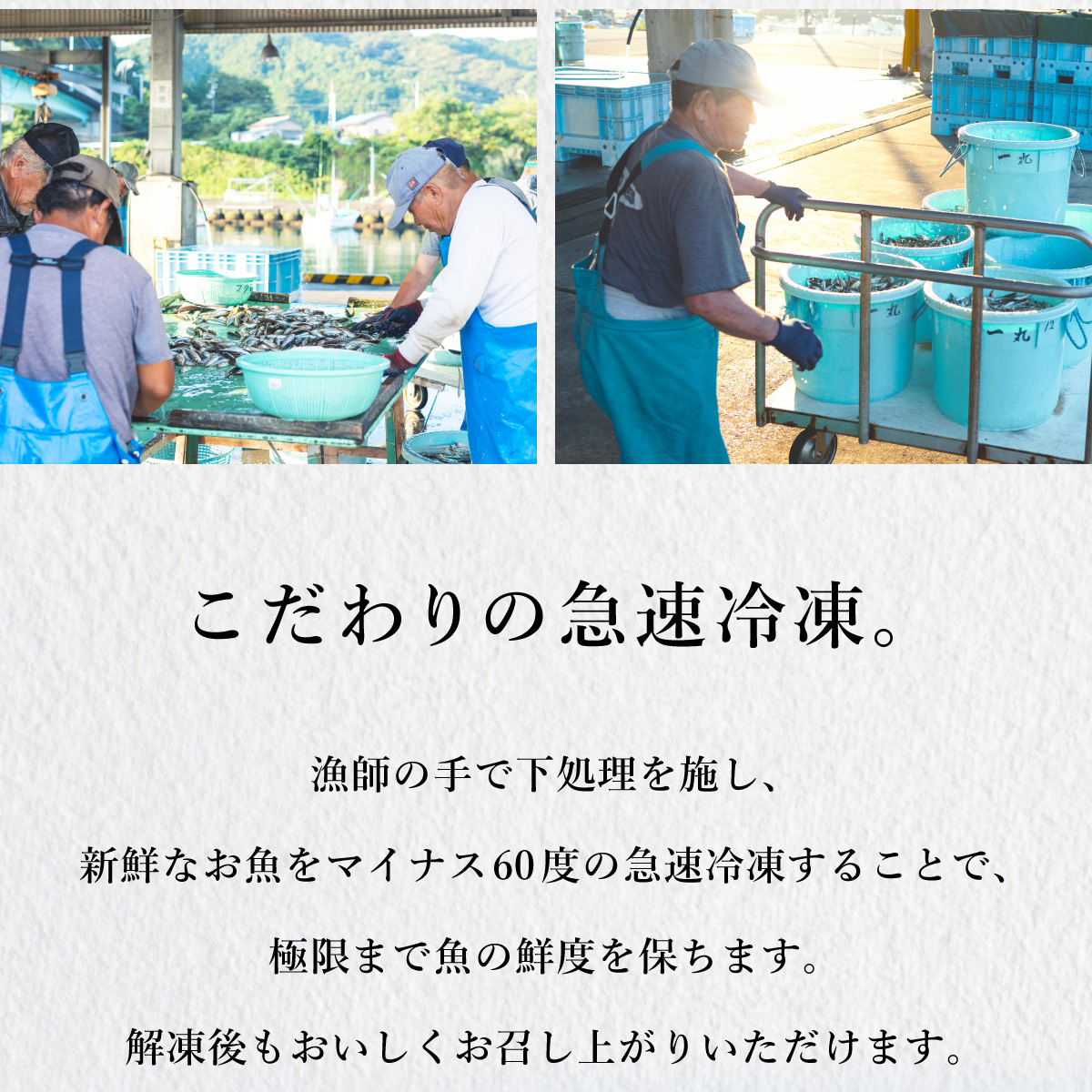 アオリイカ 約2kg 産地直送 冷凍 下処理あり イカ あおりいか いか 烏賊 水揚げ時重量約2kg 下処理後約1.2kg