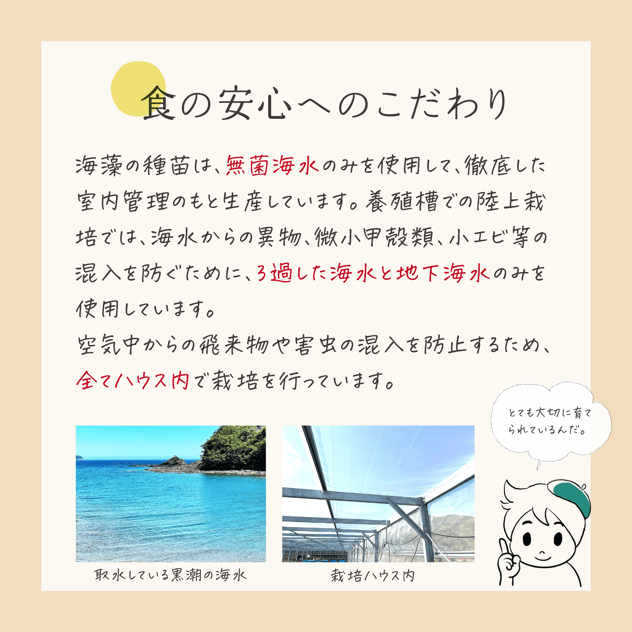 海藻２種おためしセット 乾燥 海しそ（あかねそう） 30g×1袋 あおさ（ヒトエグサ） 15g×1袋