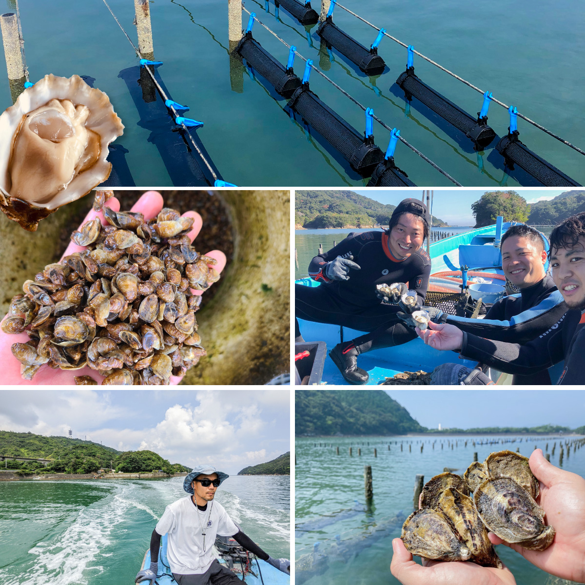 あまべ牡蠣 冷凍 10個 約600g 牡蠣 シングルシード 生食用 殻付き かき カキ オイスター 生ガキ 生牡蠣 生がき 生かき