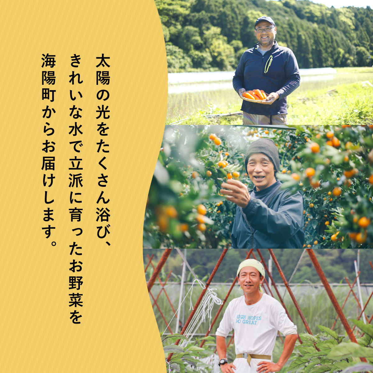 【定期便年2回】阿波の国海陽町 旬のお野菜詰め合わせセット 8～12品×2回 野菜 定期便 野菜定期便 年2回 徳島県 海陽町産 野菜セット 詰め合わせ 4-5名様以上 向け 季節の野菜 やさい 産地直送 新鮮 採れたて お試し