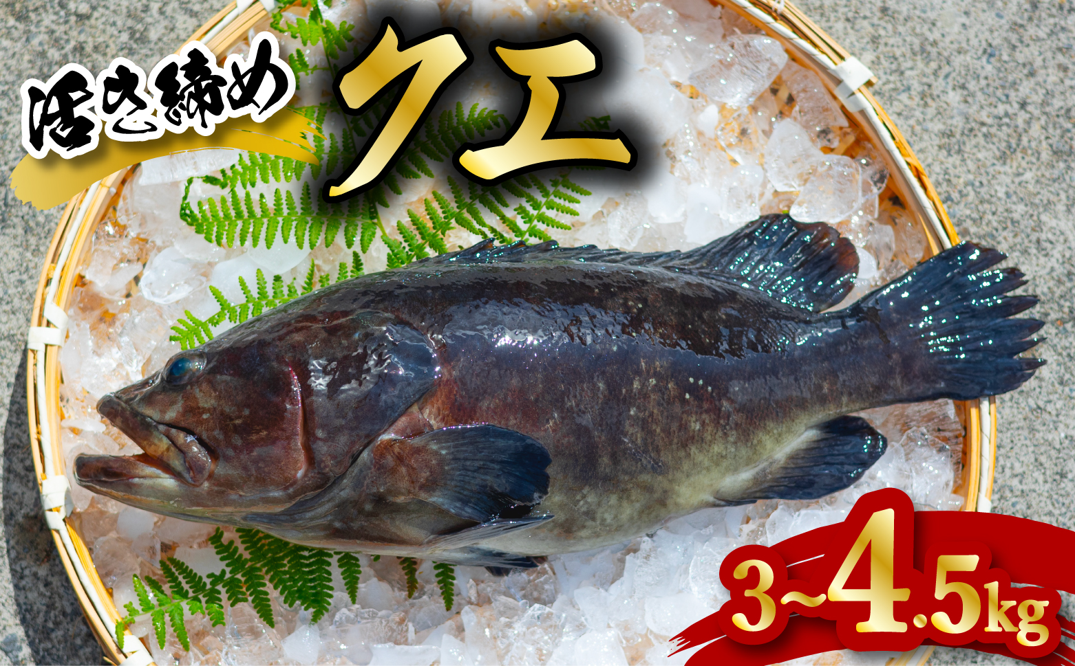 クエ 活き締め 3～4.5kg 本クエ アラ 鮮魚 クエ鍋 高級 高級魚 産地直送 冷蔵 養殖 国産 九絵