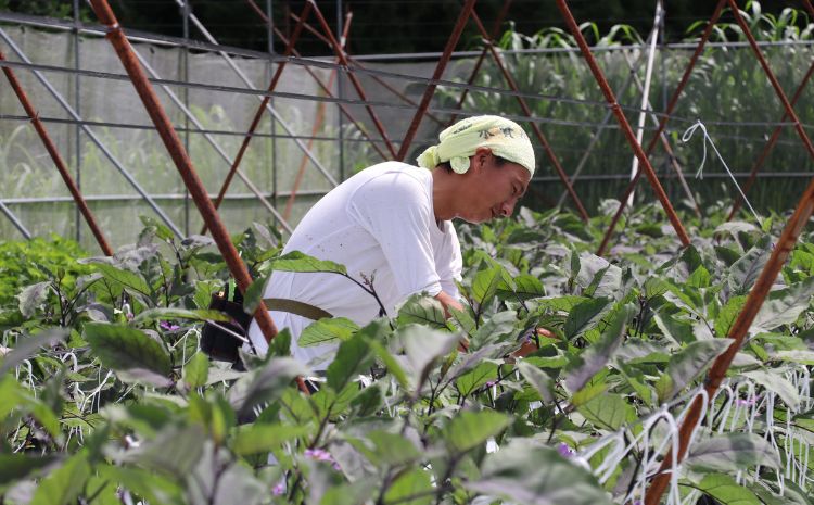 先行予約 なす 約50本 茄子 ナス 産地直送 天敵栽培 【2025年7月以降順次発送】