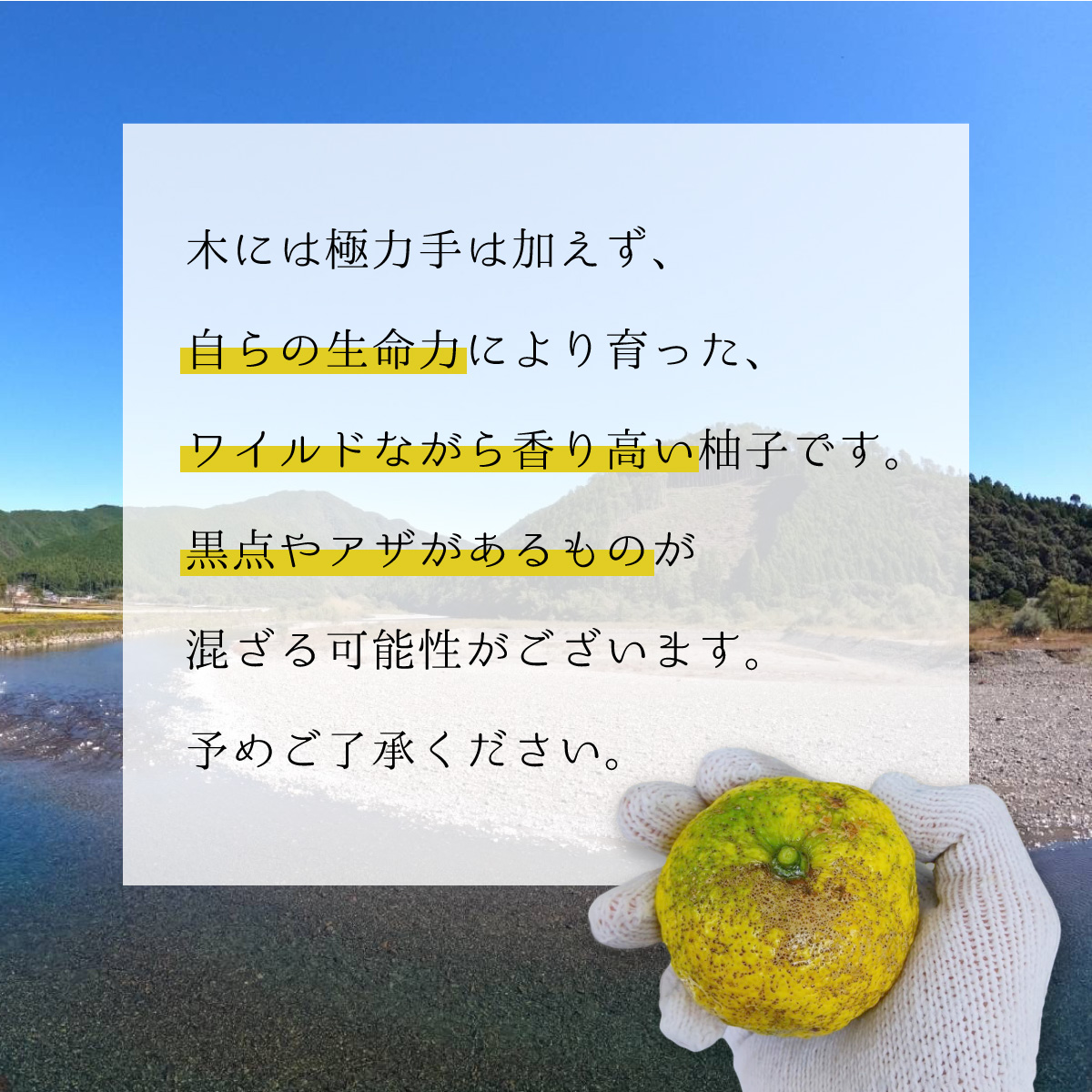 柚子風呂用 ゆず12個（約１kg） 12個 約1kg ユズ 柚子 訳あり 柚子風呂 冬至