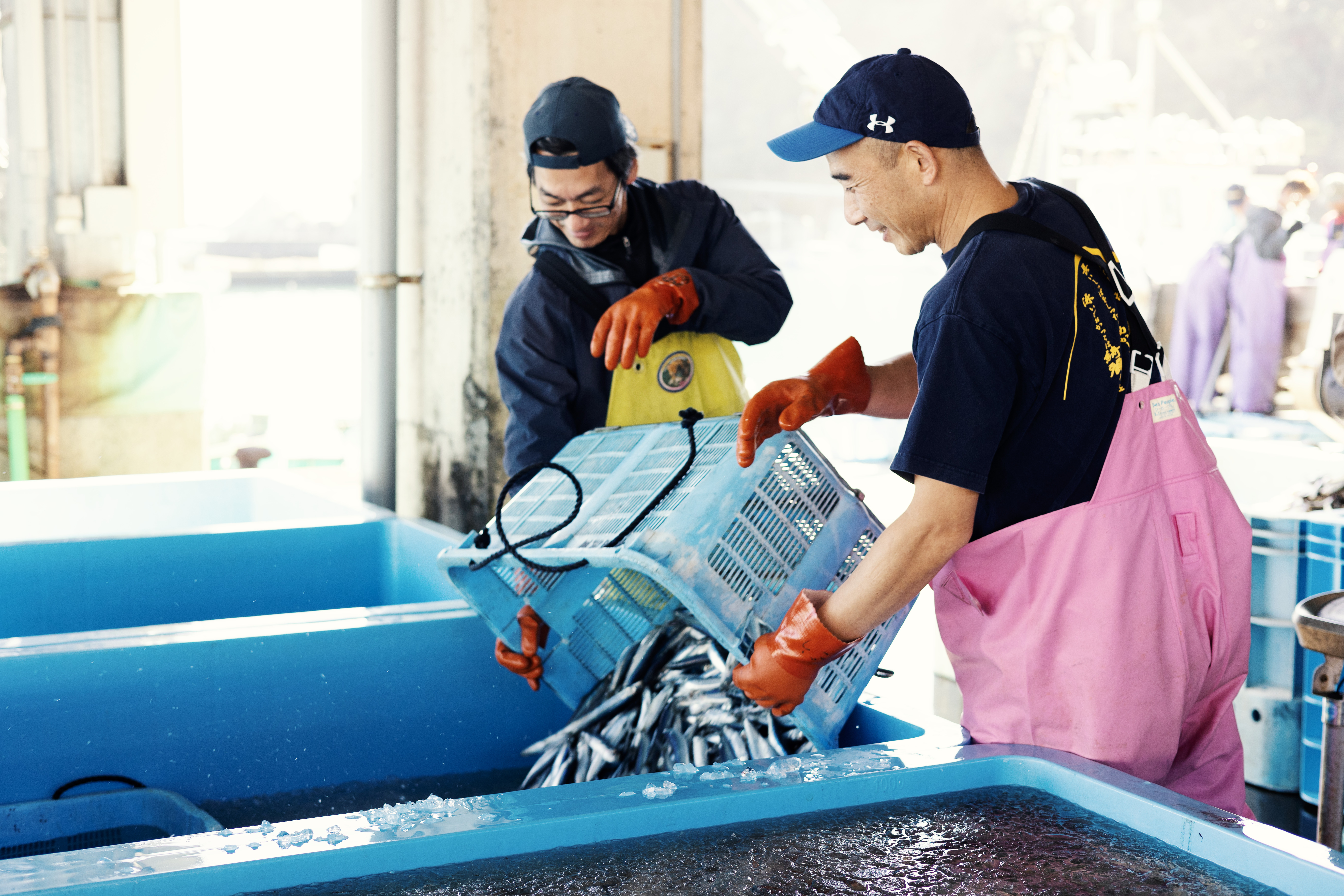 産地直送！ 海陽町より旬の魚をお届け！ 鮮魚セット お試し 約1.5～2kg 詰め合わせ