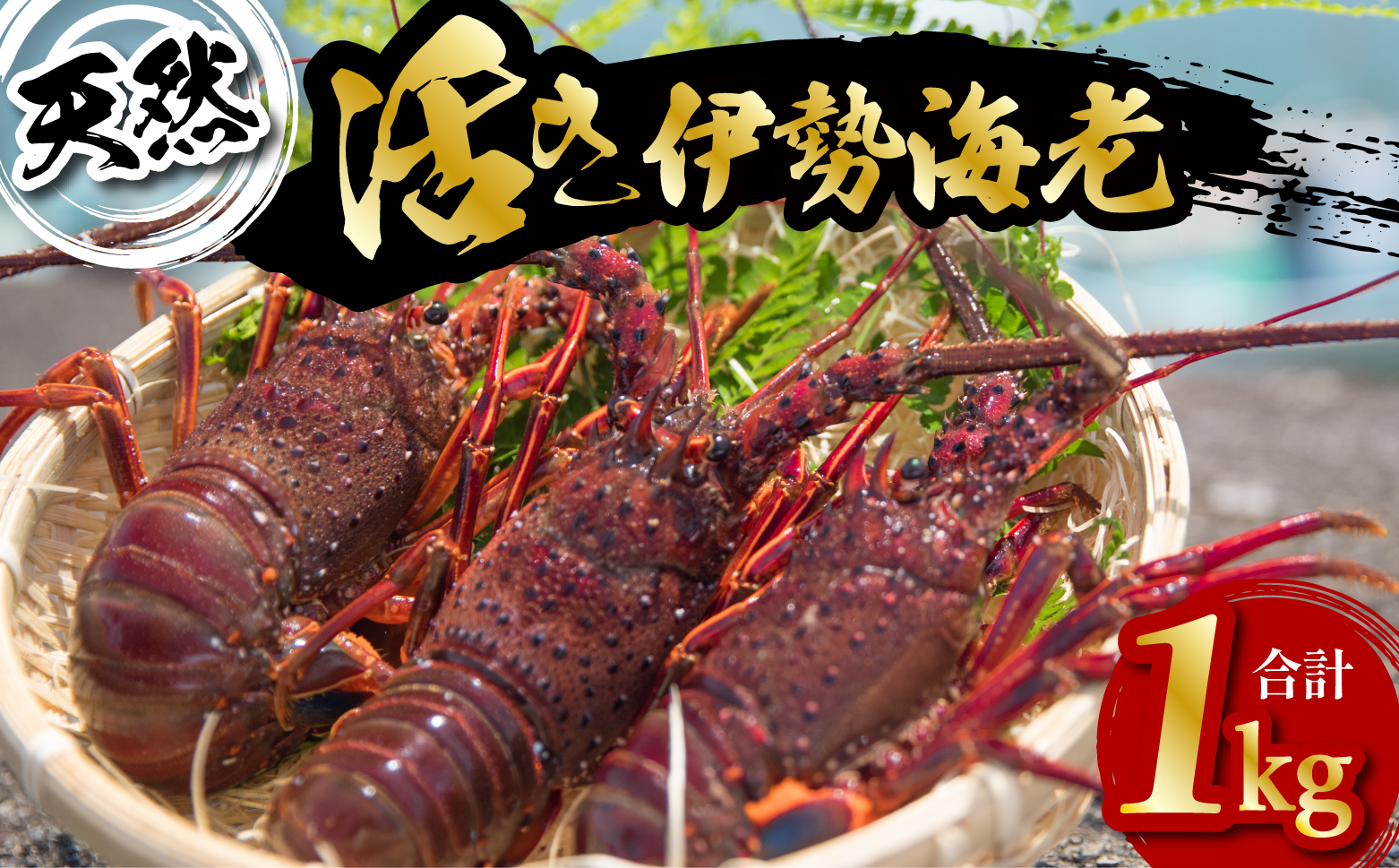 先行予約 天然 伊勢海老 1kg 活伊勢海老 厳選 産地直送 【2026年5月以降発送】