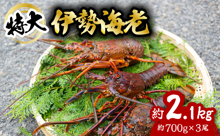 伊勢海老 特大 約2.1kg 約700g×3尾 伊勢えび 伊勢エビ いせえび イセエビ 海老 えび エビ 海鮮 海産物 海の幸 おせち 高級 国産 海鮮 ギフト 【配送日指定】