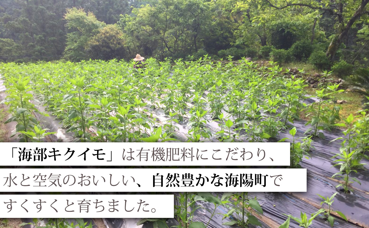 海部キクイモ顆粒 120ｇ×2袋 キクイモ 顆粒 120g×2袋 菊芋 きくいも 徳島 海部 海部キクイモ 【2025年3月中旬以降発送】