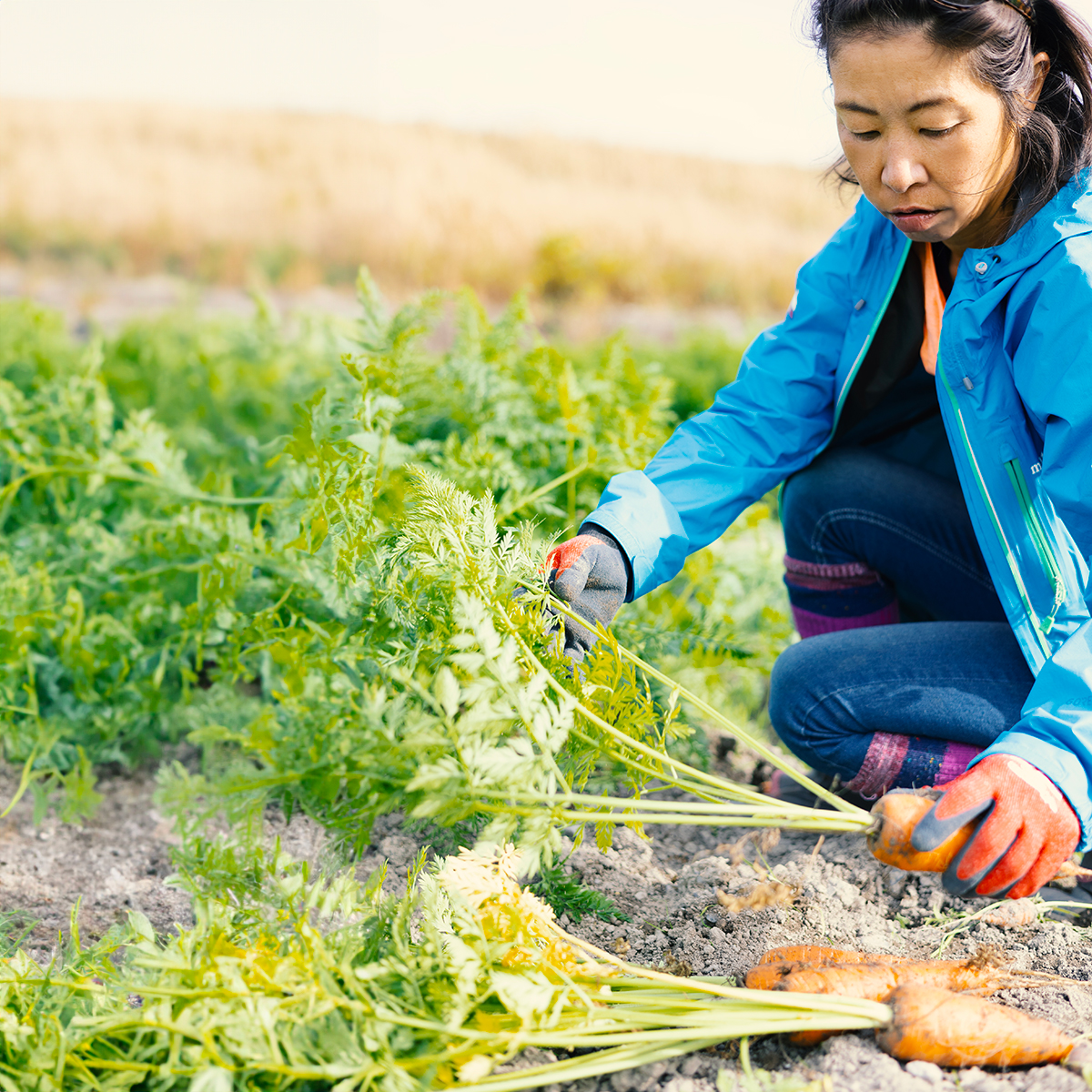 日本を平和にする人参　Peace&Carrots　約４kgセット　