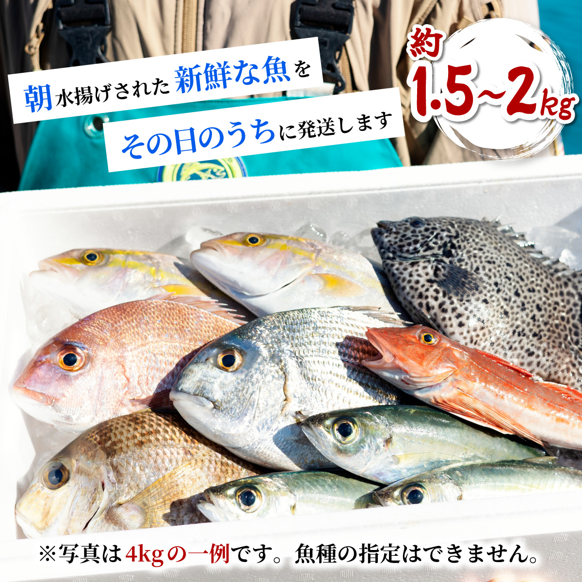 産地直送！ 海陽町より旬の魚をお届け！ 鮮魚セット お試し 約1.5～2kg 詰め合わせ