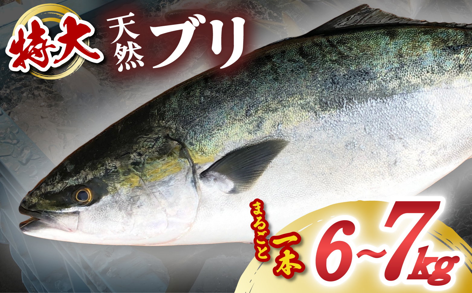 【先行予約受付中】 産地直送！ 超特大！海陽町よりブリまるごと１本をお届け！ ぶり 鰤 海鮮 新鮮 魚 国産 ぶりしゃぶ 