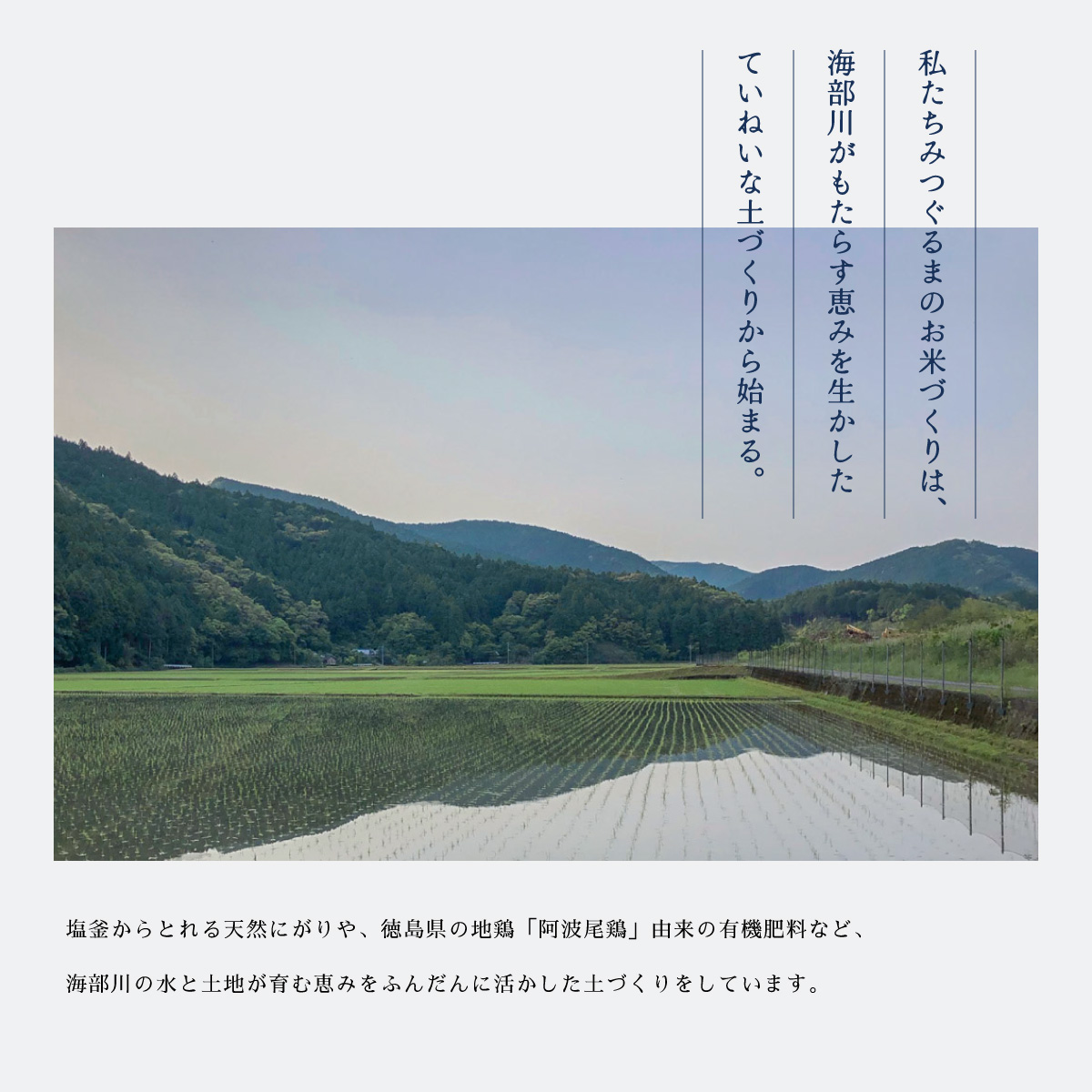 【先行予約】日本晴 白米 5kg 天然にがり栽培 にっぽんばれ 希少 品種 お寿司 ピラフ チャーハン 焼飯【2026年10月以降順次発送】
