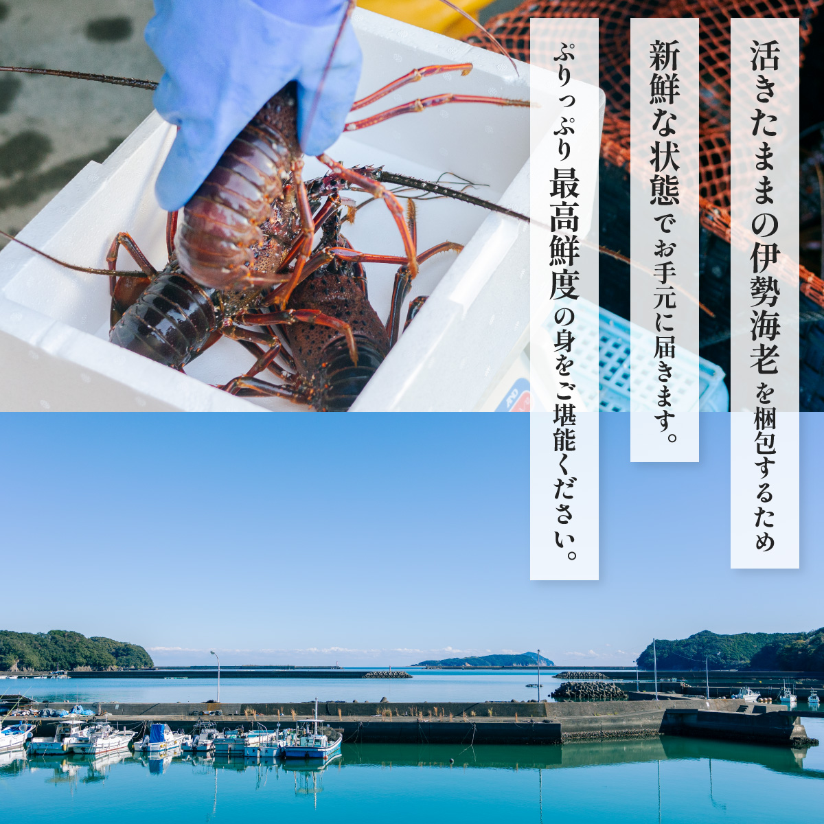 箱詰め伊勢海老サイズおまかせ小セット（約１．０kg） 伊勢海老 活伊勢海老 約1kg サイズおまかせ 伊勢えび 伊勢エビ いせえび イセエビ 季節限定 海老 えび エビ 高級 国産 海鮮 ギフト